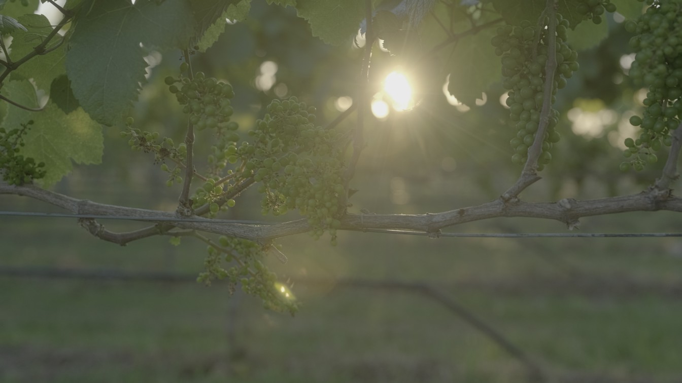 Understanding LUTs: A Complete Guide for Photographers